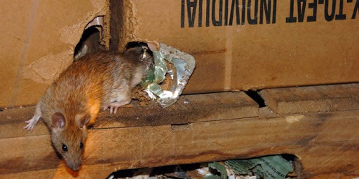 rat removal services london