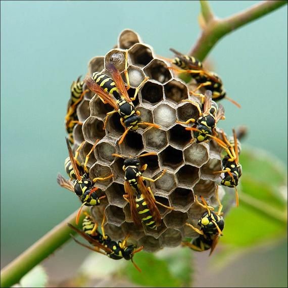 bee nest removal services in london